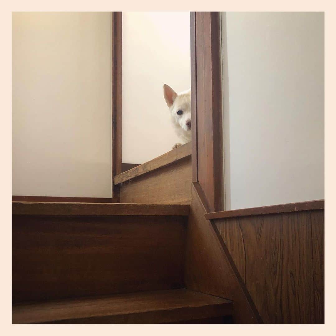パンといっぴきのインスタグラム：「#stairsgram #crossbreed #mixdog #雑種犬 #元保護犬」