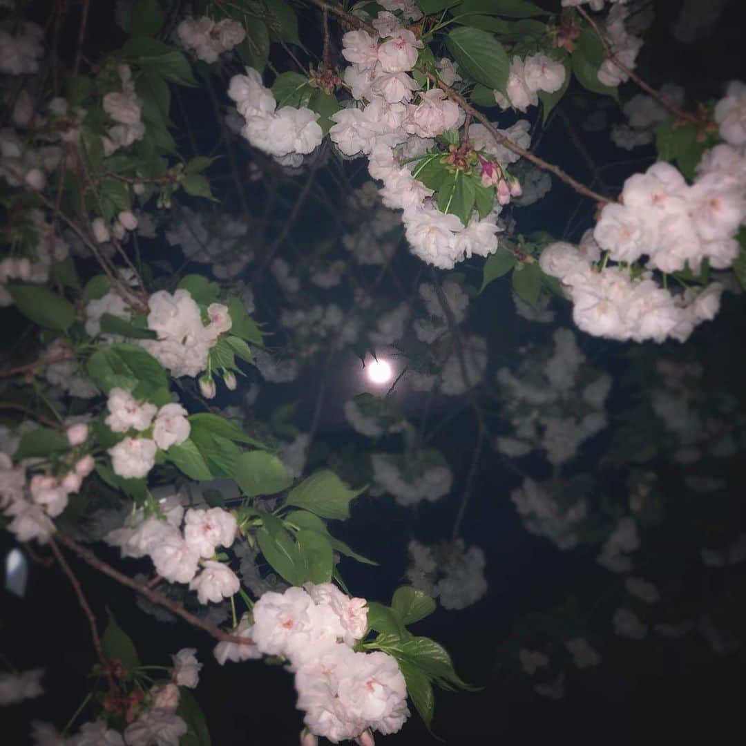 石橋あこさんのインスタグラム写真 - (石橋あこInstagram)「super moon🌕 * #早くコロナ落ち着く様にお願いしました #supermoon#スーパームーン #スーパームーン🌕 #月#桜#🌸」4月9日 15時11分 - acococo120