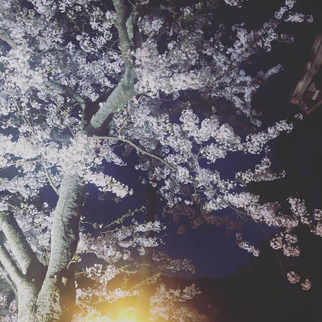 ひうらさとるさんのインスタグラム写真 - (ひうらさとるInstagram)「今年は桜だいぶ持ってくれたけど、昨日で一気に散っちゃったー  #cherryblossom  #socialdistancing  #stayathome」4月9日 14時00分 - marikosatoru