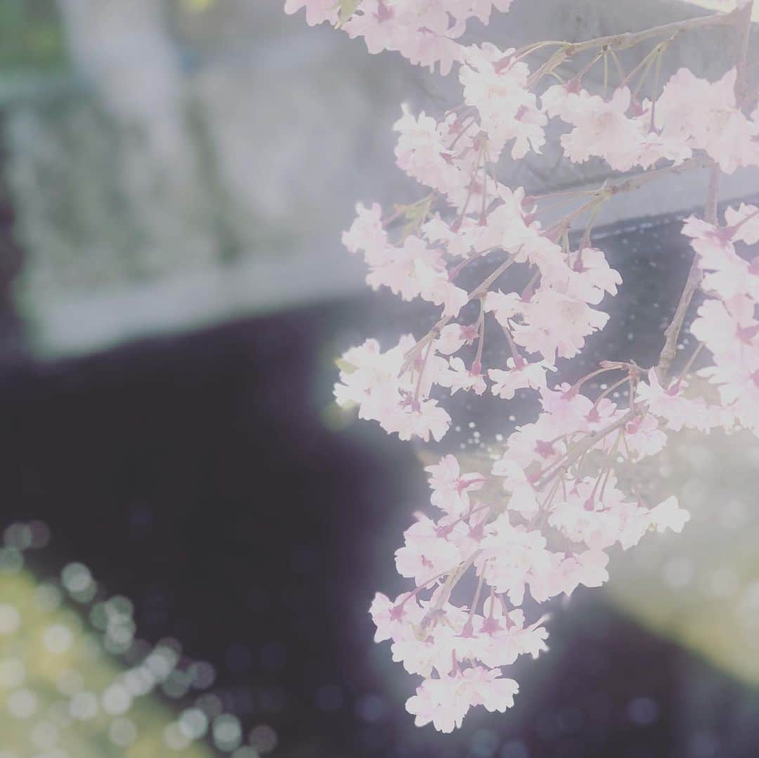 ひうらさとるのインスタグラム：「今年は桜だいぶ持ってくれたけど、昨日で一気に散っちゃったー  #cherryblossom  #socialdistancing  #stayathome」