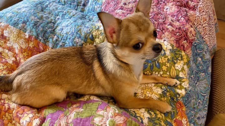のインスタグラム：「俺　uni 🐕💞 #おうちasobi」