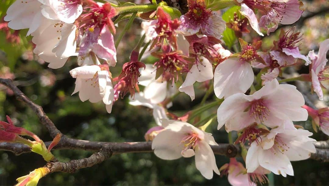 澤真希（小澤真貴子）さんのインスタグラム写真 - (澤真希（小澤真貴子）Instagram)「近所をひとり散歩😋 季節はちゃんと流れてた。 桜から新緑、ちょうど今変化の狭間。色んな花が咲き出して共存してる。 先のことはわからないけどこの瞬間は確かに幸せでした☺️ #澤真希 #桜 #cherryblossom #女優 #japaneseactress  #instajapanese #japanesegirl #公園 #一人散歩　#ひとり時間 #一人時間」4月9日 14時27分 - sawa.maki.official