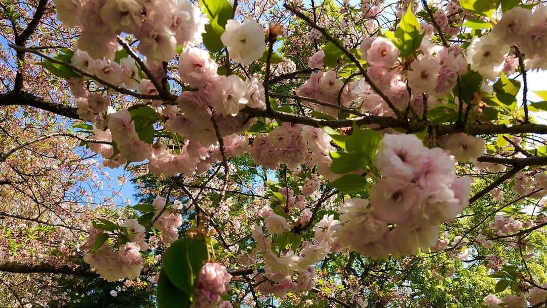 澤真希（小澤真貴子）さんのインスタグラム写真 - (澤真希（小澤真貴子）Instagram)「近所をひとり散歩😋 季節はちゃんと流れてた。 桜から新緑、ちょうど今変化の狭間。色んな花が咲き出して共存してる。 先のことはわからないけどこの瞬間は確かに幸せでした☺️ #澤真希 #桜 #cherryblossom #女優 #japaneseactress  #instajapanese #japanesegirl #公園 #一人散歩　#ひとり時間 #一人時間」4月9日 14時27分 - sawa.maki.official