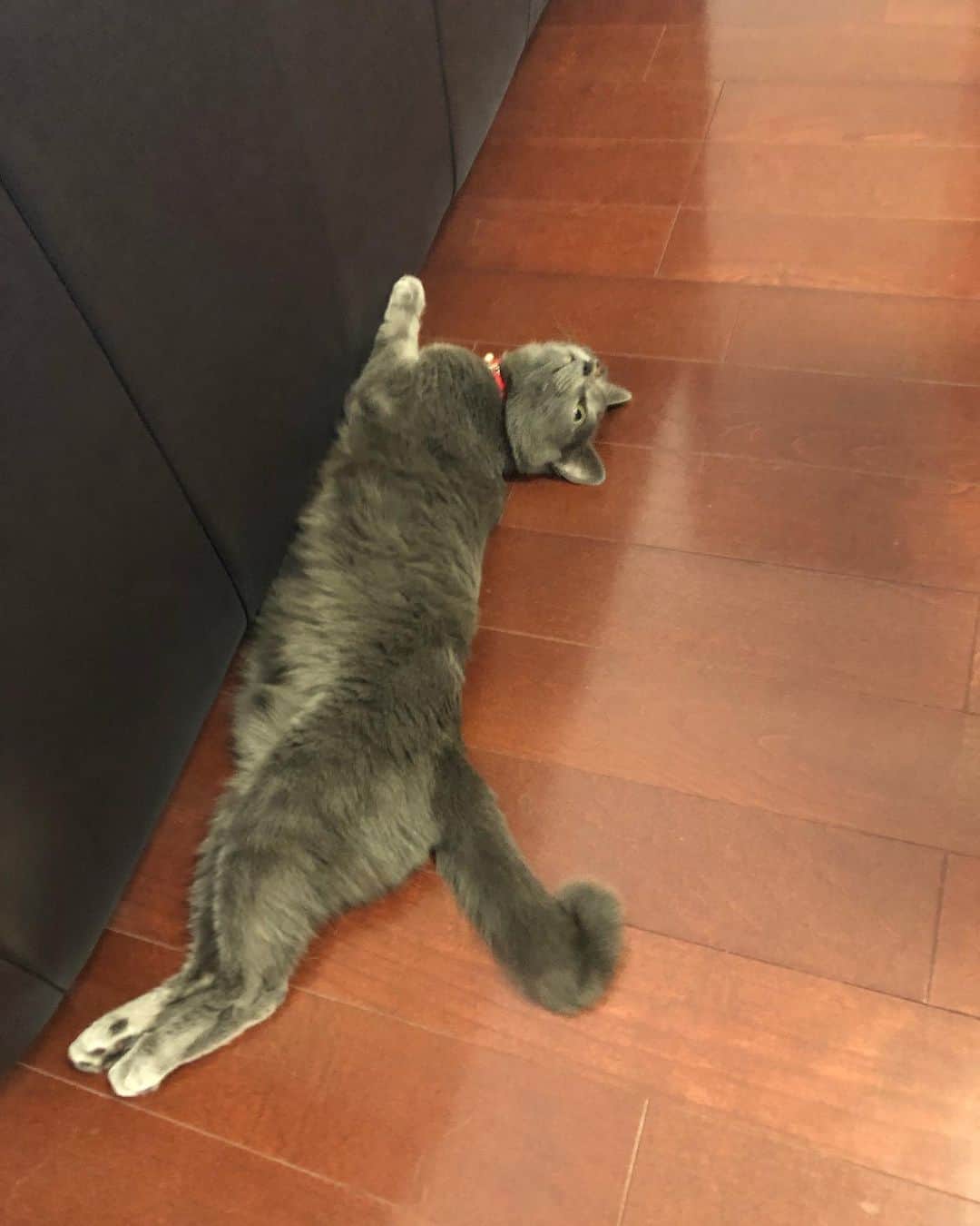 内山高志さんのインスタグラム写真 - (内山高志Instagram)「毎日毎日お前も暇そうだなぁ😿  俺も暇だ。。。 こんなに家にいるのになんで懐かない😭  #猫 #ロシアンブルー #猫は毎日暇 #飯くうだけ #懐かない #それが可愛い」4月9日 14時35分 - takashikod
