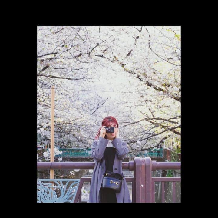 貴愛kwiae Officialのインスタグラム：「桜吹雪。 また会おうね 🌸 * * * * Filmed by @joylous_tokyo #sakura #spring #目黒川 #cherryblossom  #桜 #🦆#貴愛」