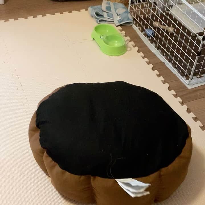 環奈（長沢菜々香の飼い犬）のインスタグラム：「動くベット🛏 出ておいで〜 . . .  #豆柴#柴犬#日本犬#黒柴#黒豆柴#まめしば#しばいぬ#しば#しばすたぐらむ #こいぬ #柴  #ここ柴部#柴子犬 #shibalove #mameshiba #kuroshiba #shibainu #shiba #shibadog #shibastagram #shibastyle」