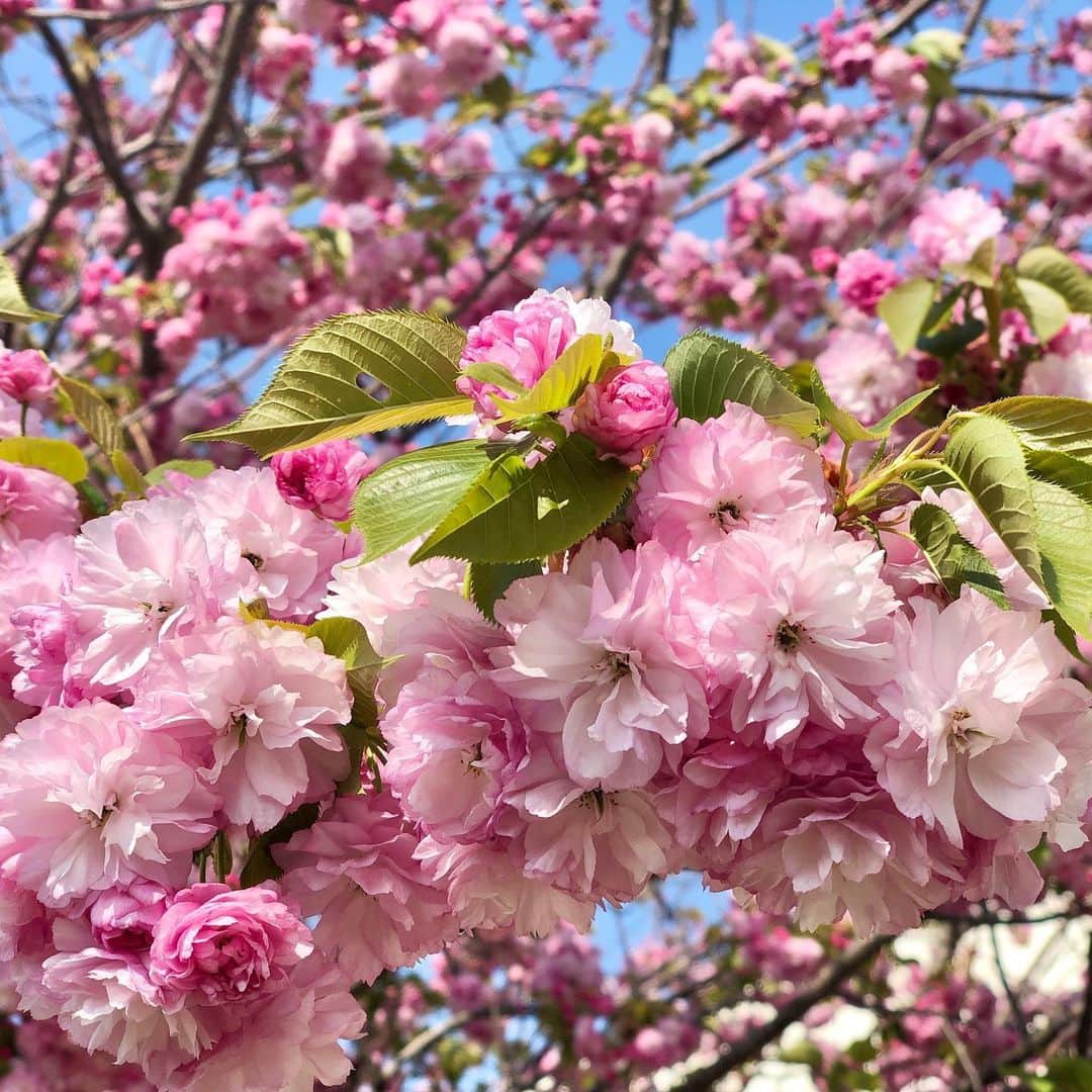 SAYUKIさんのインスタグラム写真 - (SAYUKIInstagram)「少しだけ外の空気を吸いに。八重桜、満開。綺麗。綺麗すぎて切ない。  #stayhome #八重桜　#takesomefreshair  #sakura #見事なラッフル」4月9日 15時04分 - sayukisvoice
