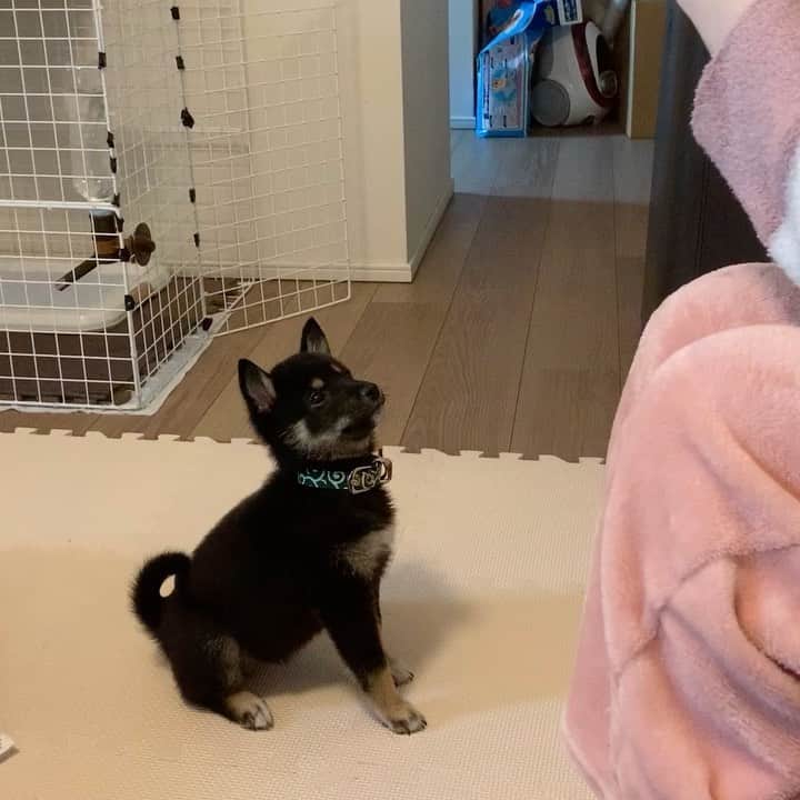 環奈（長沢菜々香の飼い犬）のインスタグラム：「しつけ中。 お手出来る様になるかな〜😣 しつけ難しい… . .  #豆柴#柴犬#日本犬#黒柴#黒豆柴#まめしば#しばいぬ#しば#しばすたぐらむ #こいぬ #柴  #ここ柴部#柴子犬 #shibalove #mameshiba #kuroshiba #shibainu #shiba #shibadog #shibastagram #shibastyle」