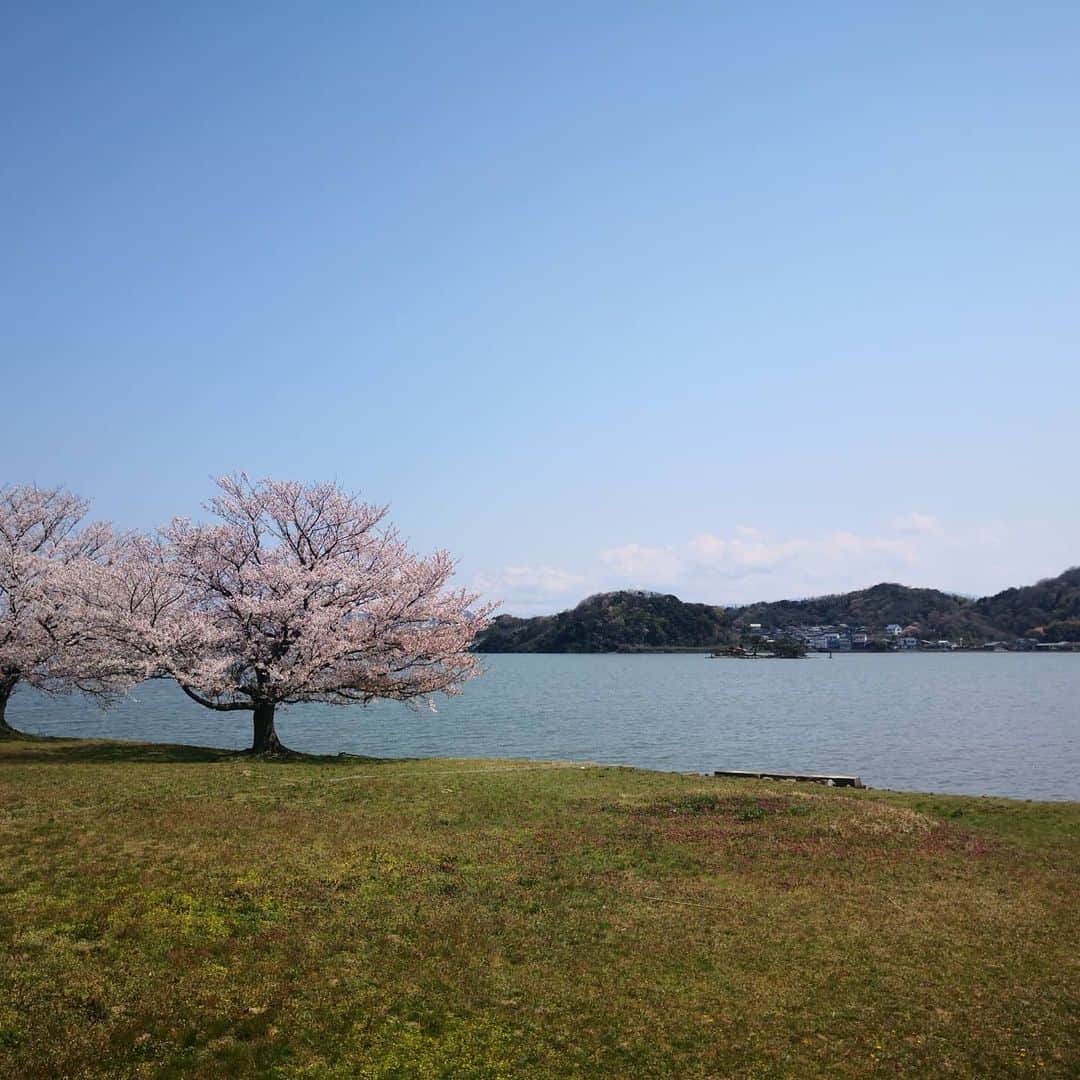 岡田達也さんのインスタグラム写真 - (岡田達也Instagram)「インスタ、久しぶりの更新になってしまいました。  外出を自粛されているみなさんへ 鳥取から春の名残りのお裾分けです。  #鳥取 #湖山池 #青島 #青島大橋 #桜 #菜の花 #岡田達也」4月9日 15時06分 - tatsuyajiru