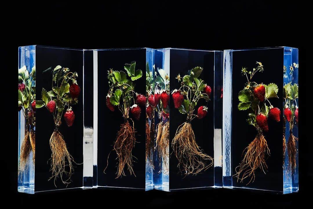 東信さんのインスタグラム写真 - (東信Instagram)「Strawberry Block Flowers  #東信花樹研究所 #東信 #amkkproject #amkk #azumamakoto #makotoazuma #shiinokishunsuke  #flowers #flowerart #strawberry」4月9日 6時39分 - azumamakoto