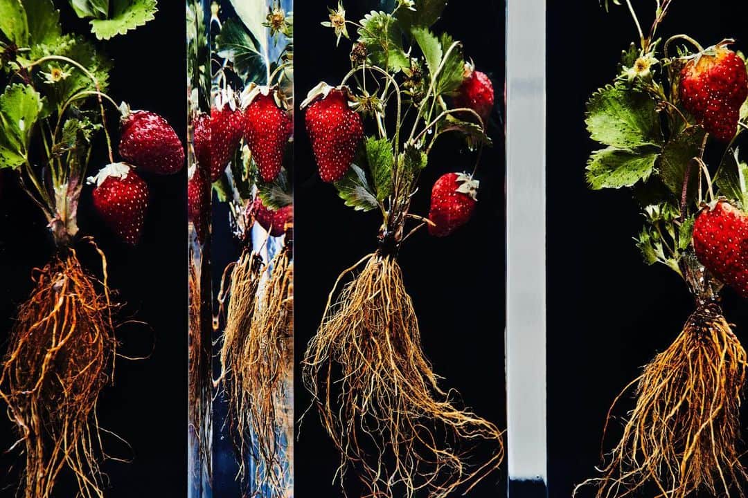 東信さんのインスタグラム写真 - (東信Instagram)「Strawberry Block Flowers  #東信花樹研究所 #東信 #amkkproject #amkk #azumamakoto #makotoazuma #shiinokishunsuke  #flowers #flowerart #strawberry」4月9日 6時39分 - azumamakoto