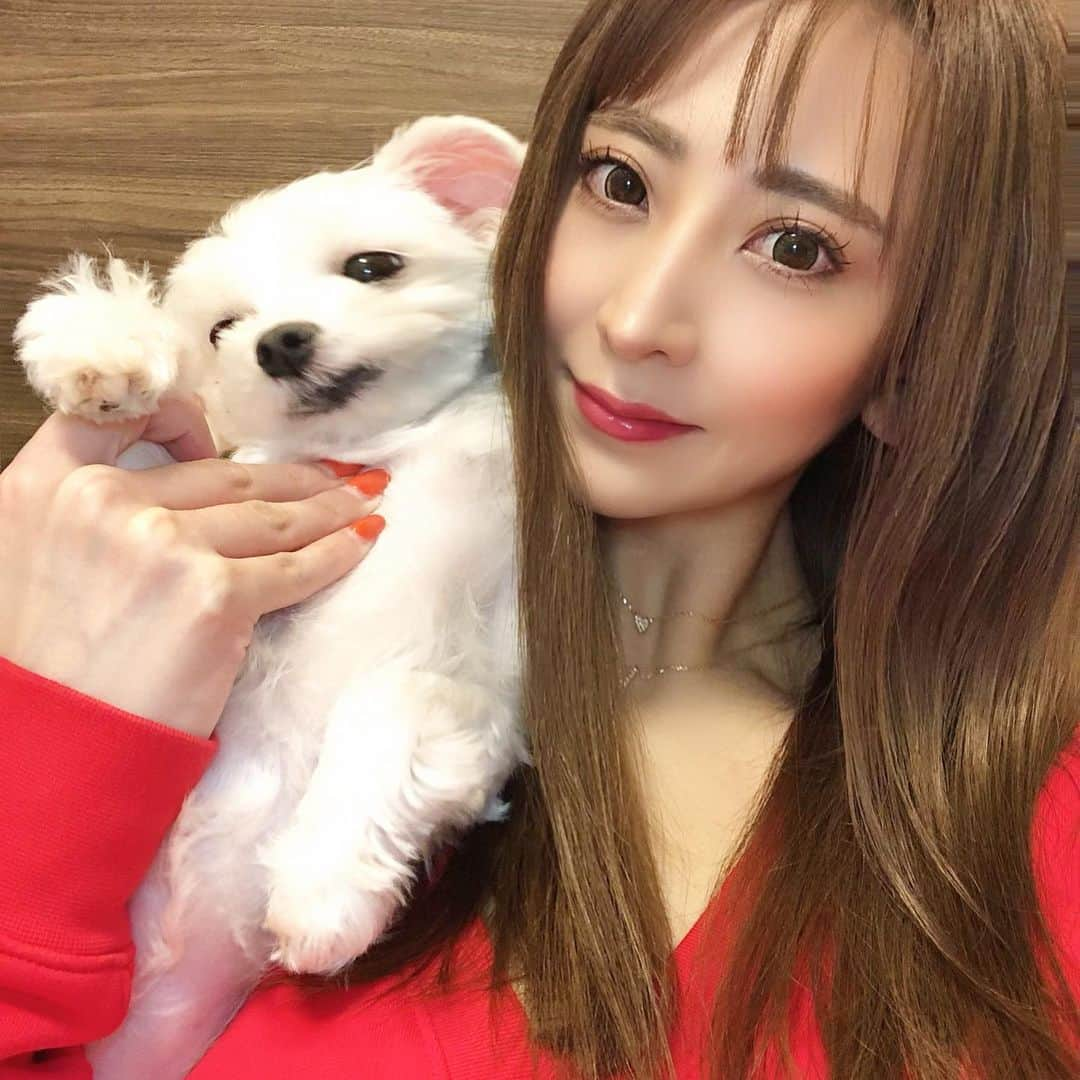 古都かなのインスタグラム：「おはようございます🌞 自粛モードで、毎日早寝早起き❣️🐩🐕💓 フラコロちゃんとの時間が幸せすぎる❤️🥰#ぐっともーにんぐ　#お家時間　#幸せ時間　#フラコロ　#mix犬　#マルプー　#チワマル　#げきかわ　#愛してる」