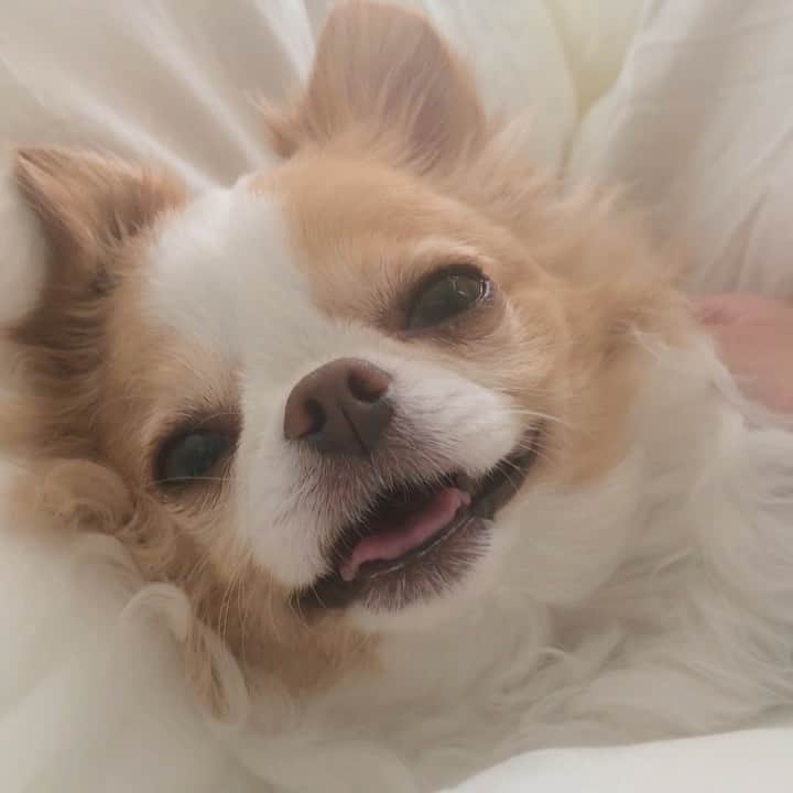 のインスタグラム：「もっと寝てようよと、ベッドへ誘ってくる。 ・ ・ ・  #goodmorning」