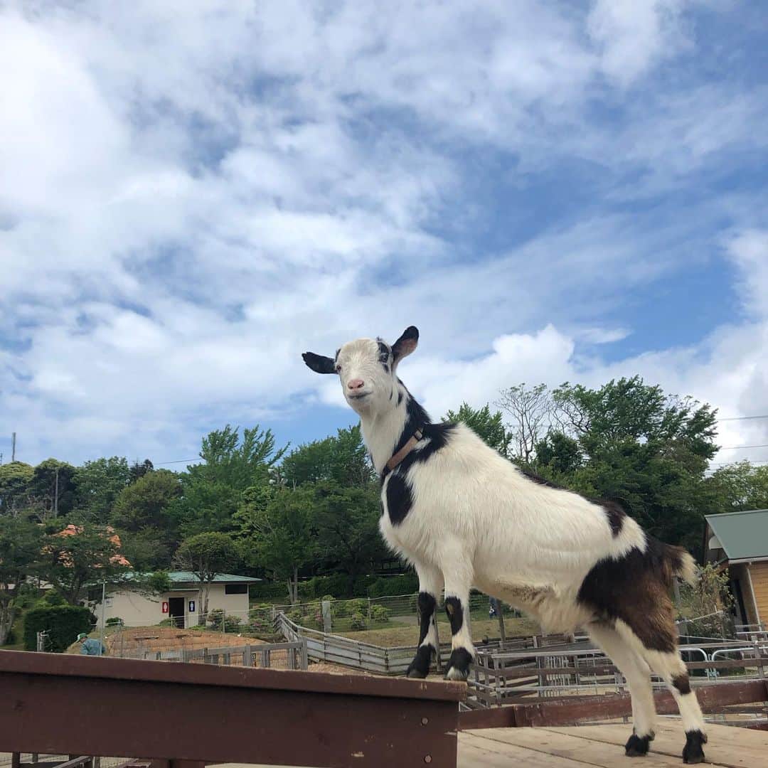 はらさんのインスタグラム写真 - (はらInstagram)「マザー牧場🐄✨ 前に行ったマザー牧場も📷  渚さんと亀〜🐢 菜の花畑渚さんとたかぴんいるの気付いた？？ #👋😃 #マザー牧場」4月9日 8時00分 - univershara