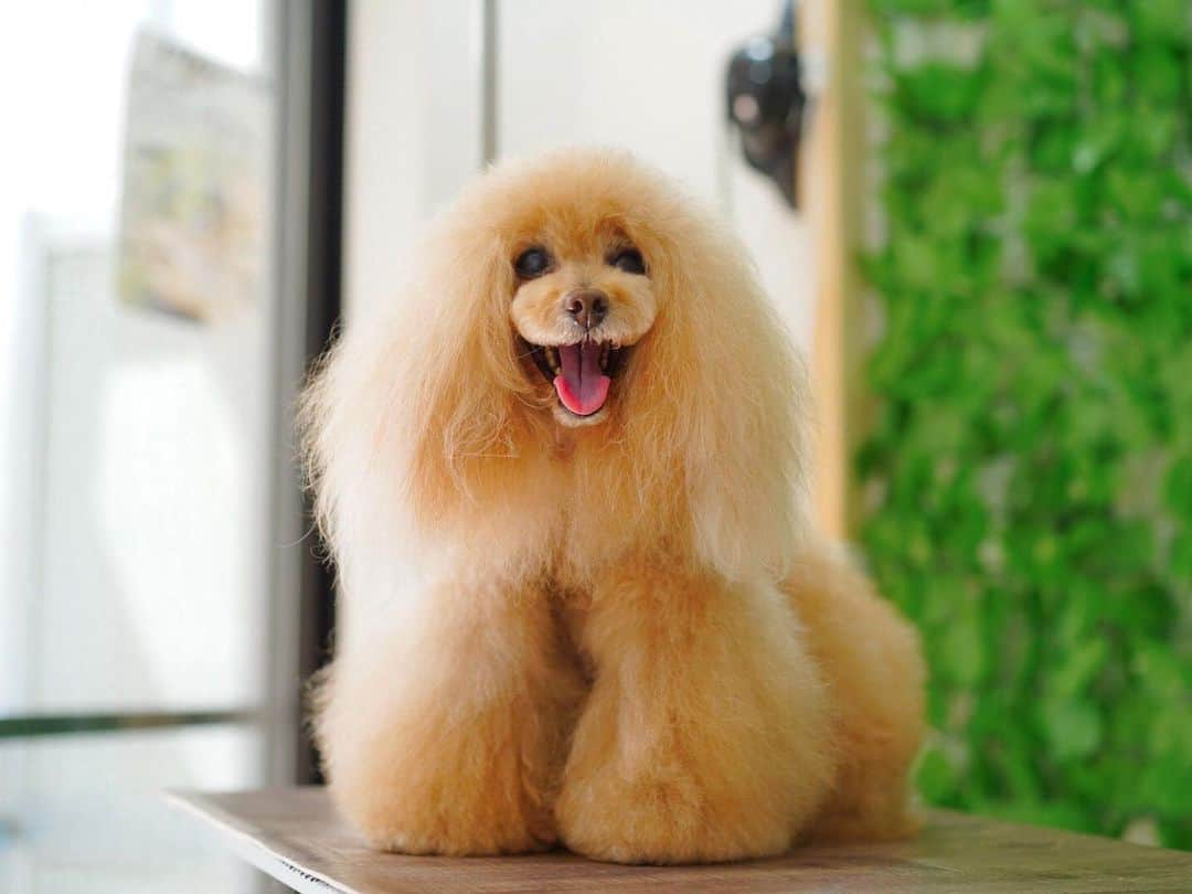 Toypoodle Mikuru?Asakusa Tokyoのインスタグラム