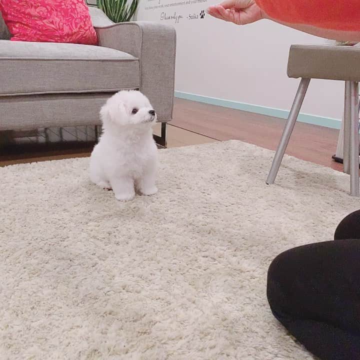 Dog's Life PANNAのインスタグラム