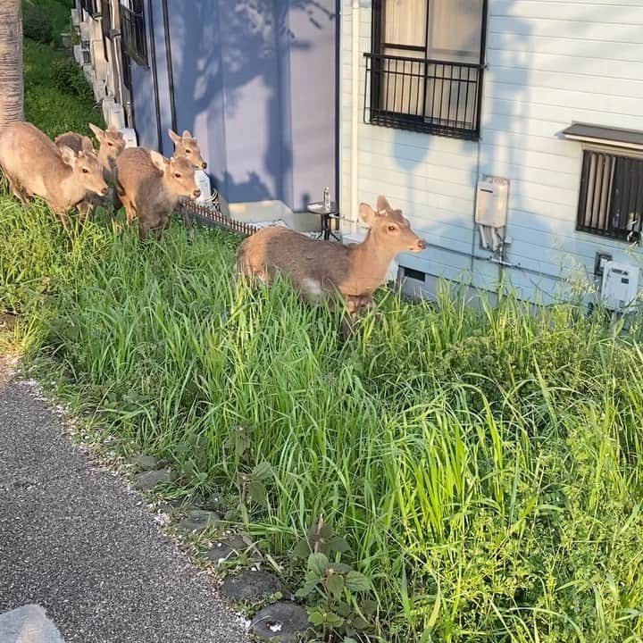 のインスタグラム：「夕暮れの散歩道にて。 リーダーが、線路は危ないなぁ…と、メンバーに相談しようとする感じ？  At evening walking. It looks, the leader deer discuss with other members where we are heading?! #ここは #奈良 #だよね #nara  #inthecity  #deer  #evening」