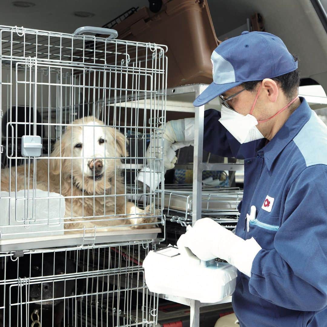 ブルータスさんのインスタグラム写真 - (ブルータスInstagram)「【犬 特集★発売中】 「災害ボランティア」という言葉が定着して久しい。一般的には災害被害に遭った人を援助する活動だが、苦しんでいるのは人間だけではない。 東京で身寄りのない犬猫や小動物を保護・譲渡する動物愛護団体〈ランコントレ・ミグノン〉は、被災動物たちのレスキューも行っている。 きっかけは東日本大震災だった。 多くの飼い主が犬と一緒に避難できず、置き去りに。捕獲できた犬は東京で治療や除染を施した。 #BRUTUS #犬がいてよかった #保護犬 #ブルータスの犬特集」4月9日 9時49分 - brutusmag