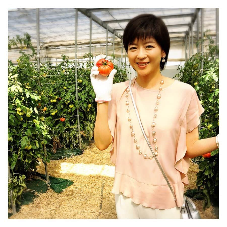 中山忍さんのインスタグラム写真 - (中山忍Instagram)「絶品トマトとの出会い🍅  楽しかった旅の思い出シリーズ  おいしいトマトを食べたい！ このとき、その一念で行き先を佐賀県に リクエストしちゃいました✨  ２枚目は今年の古賀とまと農園さんのトマト🍅 @kogatomato  甘いトマトは皮が厚い印象でしたが、 こちらのトマトは皮が薄くてパリッとした食感！ 皮がおいしい！果汁たっぷり！ 甘みと酸味のバランスが良い！大好物です！  毎年、この時期だけのお楽しみなのです😊 ネットでお取り寄せもできますよー！  #旅の思い出 2018年 #いつの日にかまた #旅サラダ #佐賀県 #古賀とまと農園 #CRYSTALRED」4月9日 10時27分 - _shinobu_nakayama_