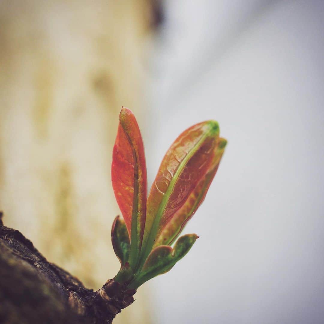 Chageさんのインスタグラム写真 - (ChageInstagram)「「石榴」 冬場に葉を落としていた、 ザクロの新芽は 花と果実のように 赤いのです。 繋がりを感じます。  #chagekimi  #石榴  #pomegranate  #クリ部  #heychappy」4月9日 10時34分 - chageshu06