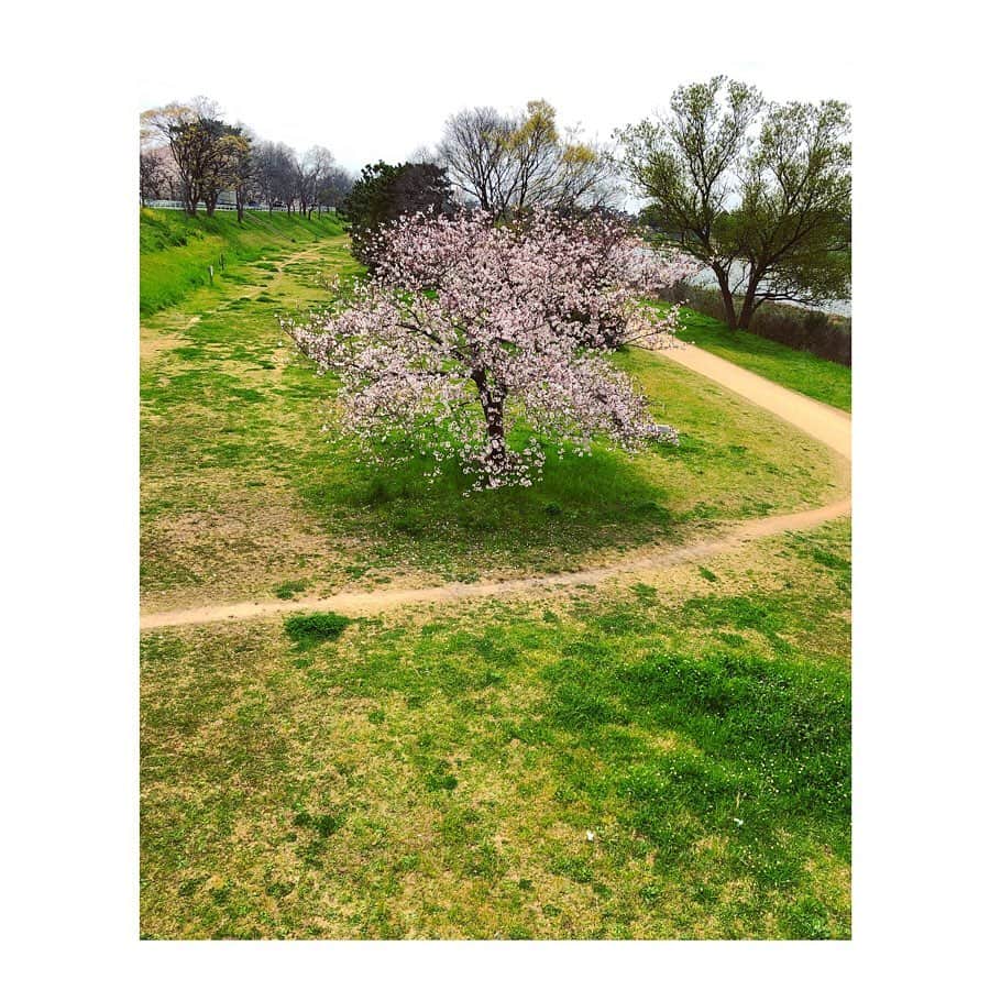 森千波さんのインスタグラム写真 - (森千波Instagram)「#1000hana 🌸 . .  #cherryblossom#flowers#cycling  #桜#花#🚲#🌸」4月9日 10時40分 - 1000wave