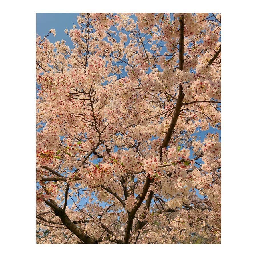 森千波さんのインスタグラム写真 - (森千波Instagram)「#1000hana 🌸 . .  #cherryblossom#flowers#cycling  #桜#花#🚲#🌸」4月9日 10時40分 - 1000wave