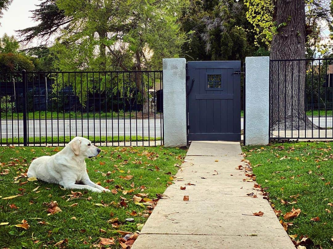 デレック・テラーさんのインスタグラム写真 - (デレック・テラーInstagram)「I think Neptune is ready to see his friends at the park. Isolation is hard on everyone.  #strengthinsharing #cabinfever #stircrazy」4月9日 11時03分 - derektheler