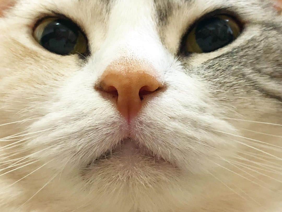 ホタテ＆クラム＆シラスのインスタグラム：「昨夜はスーパームーン #cat #neko #ScottishFold #猫 #ねこ #スコティッシュフォールド #catstagram #instagram #instagramjapan #ig_japan #igersjp」