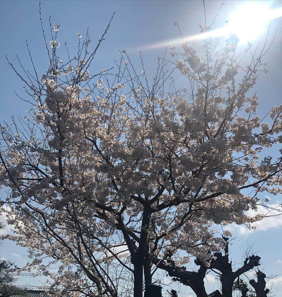 伊藤みきのインスタグラム：「実家にある桜は満開🌸 札幌は寒いのに🙄 朝はこっちは雪降ってた〜❄️」