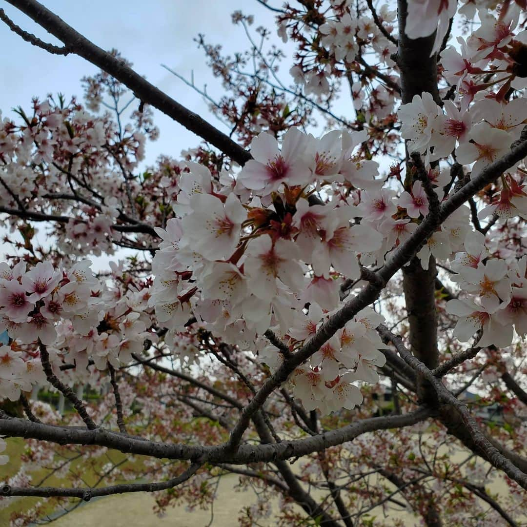 田畑竜介さんのインスタグラム写真 - (田畑竜介Instagram)「福岡の桜も終盤ですね🌸  今日も今日感テレビの公式インスタで 13時55分からインスタライブを行います‼️ RKBの桜が登場予定です🌸  #今日感テレビ」4月9日 12時00分 - tabacchi_rkb