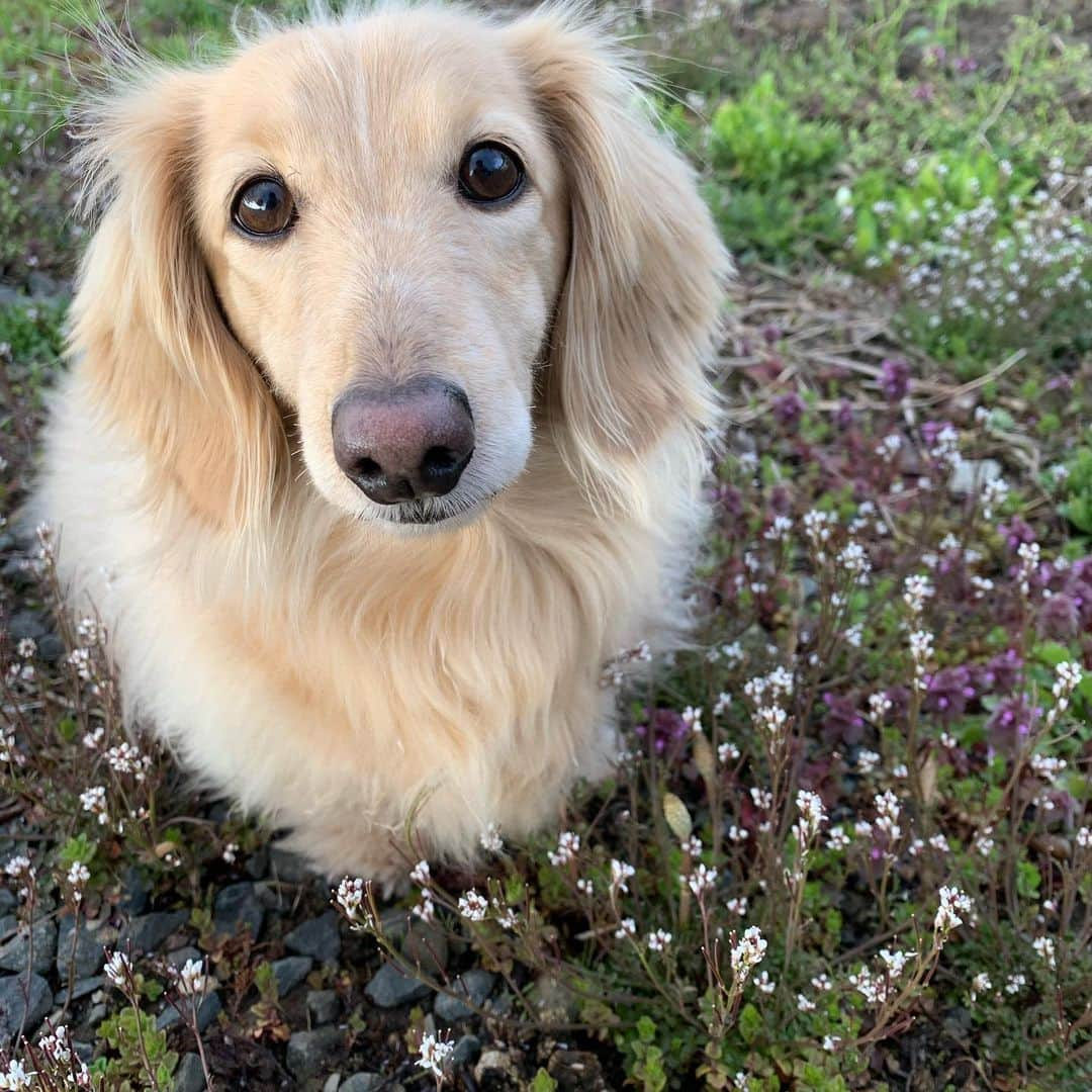 ハッチ＆ニコのインスタグラム：「Good morning ☁️ おはようございます。  #カメラ嫌い同好会 #pecoいぬ部 #犬の生活が第一 #癒しわんこ #dachshund #犬バカ部 #短足部 #ふわもこ部 #tokyocameraclub #東京カメラ部」