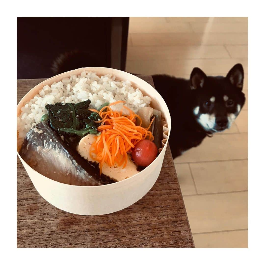 吉村民さんのインスタグラム写真 - (吉村民Instagram)「・ ・ 食べてみたかった #めぐる　のお弁当🍱 ・  素材の味がいかされていて 身体に優しい美味しさ♬ ・ ・  #松陰神社前  #うちで過ごそう  #柴犬」4月9日 12時24分 - yoshimuratami