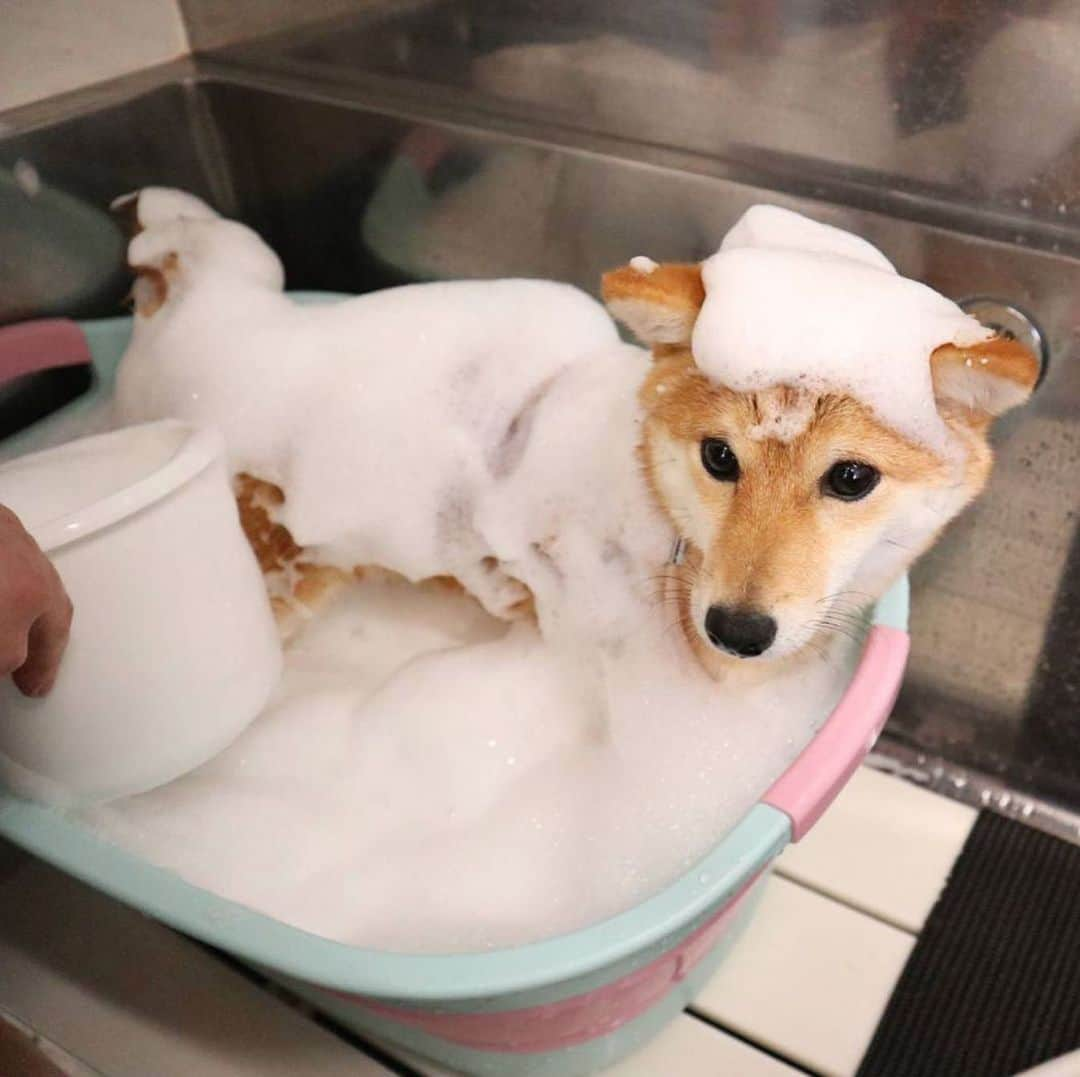 豆柴 サニーちゃんさんのインスタグラム写真 - (豆柴 サニーちゃんInstagram)「. . HELLO〜こんにちわん🐶🛁✨ . 🐶こないだ、あわあわと ミドリマンになったでちゅ〜 いい湯♨️だったでちゅ〜🛁 . . さにらむたん行きつけの @petsalon1ppo さん いつもありがとうございます🐻🐶😊 . . #豆柴ラムちゃんシャンプー #頭にあわあわ #かわいい姿をありがとう #いい湯だなあははん #ハーブパック🌿 #女子力高い系 #美意識 . #柴犬#豆柴 #赤柴#豆柴子犬 #まめしば#いぬのきもち#ふわもこ部 #サンデイ#サンデイいぬ組#anicas#shiba_snap #shibainu#shiba#mameshiba#shibastagram #mameshibapuppy#shibapuppy #豆柴サニーちゃん#豆柴ラムちゃん#さにらむたん #さにらむ2020」4月9日 12時26分 - sunny_rei_32