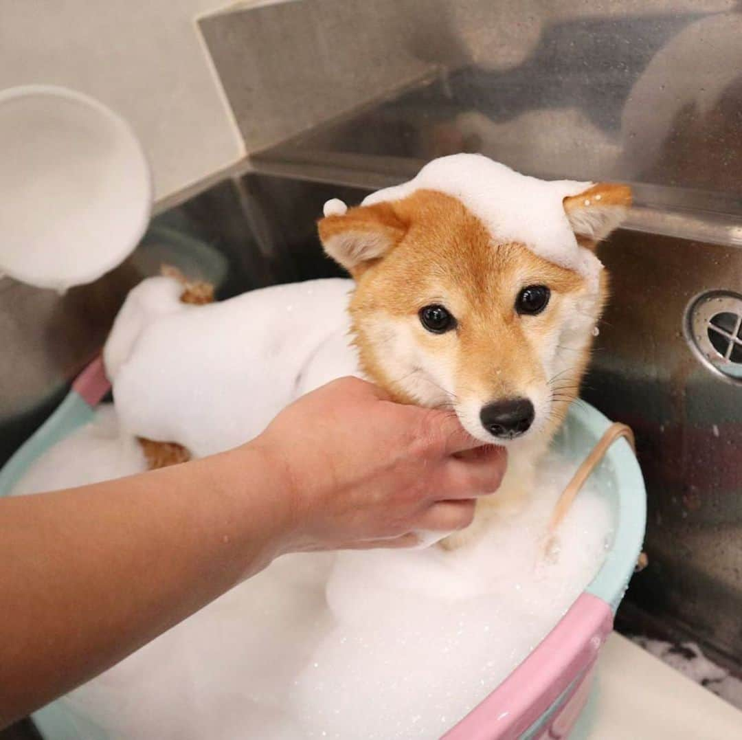 豆柴 サニーちゃんさんのインスタグラム写真 - (豆柴 サニーちゃんInstagram)「. . HELLO〜こんにちわん🐶🛁✨ . 🐶こないだ、あわあわと ミドリマンになったでちゅ〜 いい湯♨️だったでちゅ〜🛁 . . さにらむたん行きつけの @petsalon1ppo さん いつもありがとうございます🐻🐶😊 . . #豆柴ラムちゃんシャンプー #頭にあわあわ #かわいい姿をありがとう #いい湯だなあははん #ハーブパック🌿 #女子力高い系 #美意識 . #柴犬#豆柴 #赤柴#豆柴子犬 #まめしば#いぬのきもち#ふわもこ部 #サンデイ#サンデイいぬ組#anicas#shiba_snap #shibainu#shiba#mameshiba#shibastagram #mameshibapuppy#shibapuppy #豆柴サニーちゃん#豆柴ラムちゃん#さにらむたん #さにらむ2020」4月9日 12時26分 - sunny_rei_32