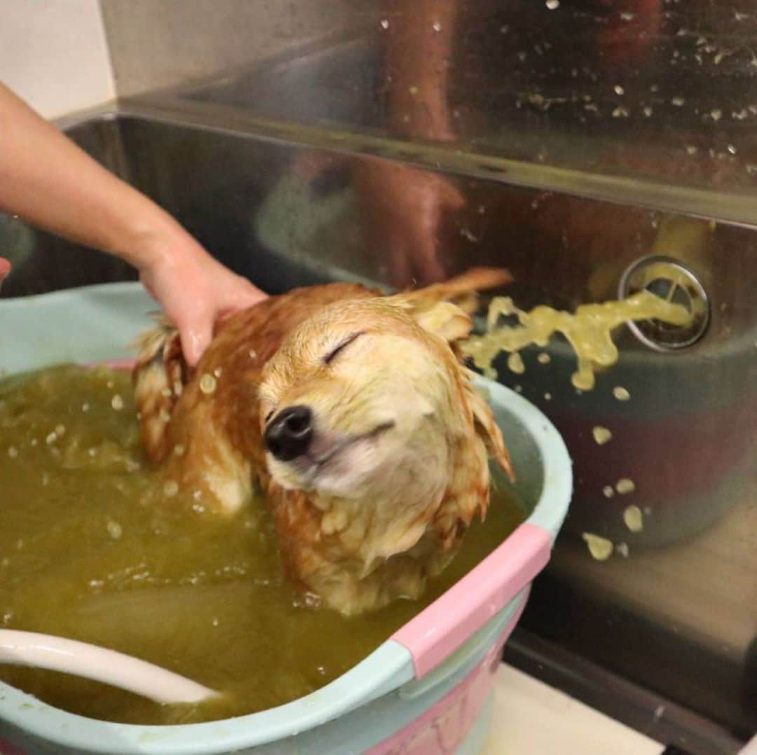 豆柴 サニーちゃんさんのインスタグラム写真 - (豆柴 サニーちゃんInstagram)「. . HELLO〜こんにちわん🐶🛁✨ . 🐶こないだ、あわあわと ミドリマンになったでちゅ〜 いい湯♨️だったでちゅ〜🛁 . . さにらむたん行きつけの @petsalon1ppo さん いつもありがとうございます🐻🐶😊 . . #豆柴ラムちゃんシャンプー #頭にあわあわ #かわいい姿をありがとう #いい湯だなあははん #ハーブパック🌿 #女子力高い系 #美意識 . #柴犬#豆柴 #赤柴#豆柴子犬 #まめしば#いぬのきもち#ふわもこ部 #サンデイ#サンデイいぬ組#anicas#shiba_snap #shibainu#shiba#mameshiba#shibastagram #mameshibapuppy#shibapuppy #豆柴サニーちゃん#豆柴ラムちゃん#さにらむたん #さにらむ2020」4月9日 12時26分 - sunny_rei_32