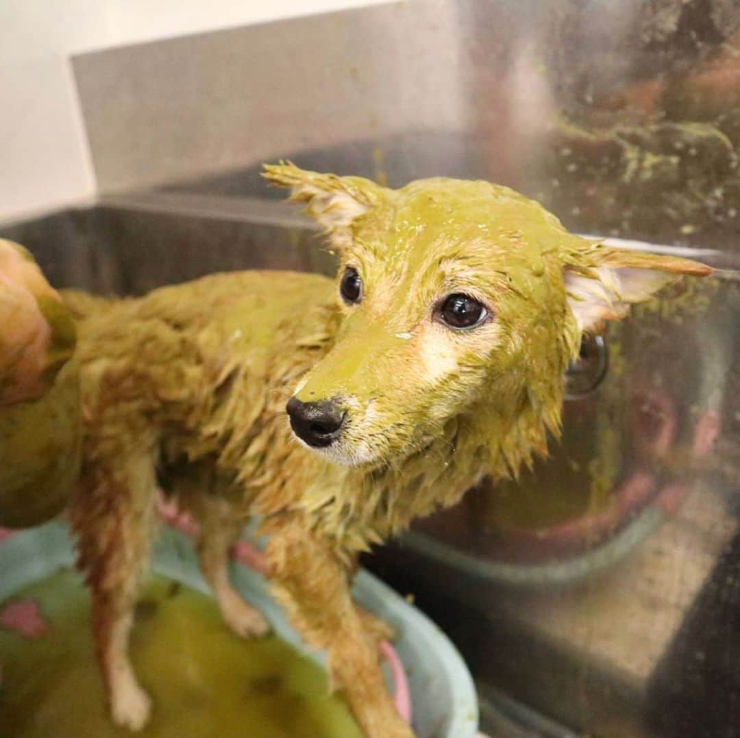 豆柴 サニーちゃんさんのインスタグラム写真 - (豆柴 サニーちゃんInstagram)「. . HELLO〜こんにちわん🐶🛁✨ . 🐶こないだ、あわあわと ミドリマンになったでちゅ〜 いい湯♨️だったでちゅ〜🛁 . . さにらむたん行きつけの @petsalon1ppo さん いつもありがとうございます🐻🐶😊 . . #豆柴ラムちゃんシャンプー #頭にあわあわ #かわいい姿をありがとう #いい湯だなあははん #ハーブパック🌿 #女子力高い系 #美意識 . #柴犬#豆柴 #赤柴#豆柴子犬 #まめしば#いぬのきもち#ふわもこ部 #サンデイ#サンデイいぬ組#anicas#shiba_snap #shibainu#shiba#mameshiba#shibastagram #mameshibapuppy#shibapuppy #豆柴サニーちゃん#豆柴ラムちゃん#さにらむたん #さにらむ2020」4月9日 12時26分 - sunny_rei_32