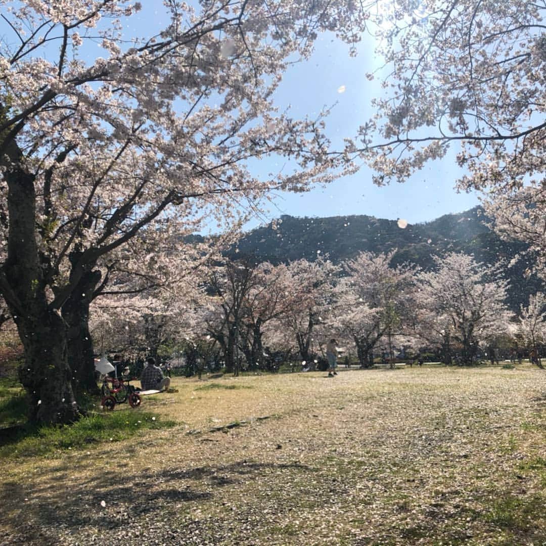 なつ葵さんのインスタグラム写真 - (なつ葵Instagram)「散り初め🌸  #kyoto #Japan #blossom #桜 #🌸」4月9日 12時26分 - natsuki_taiyaki