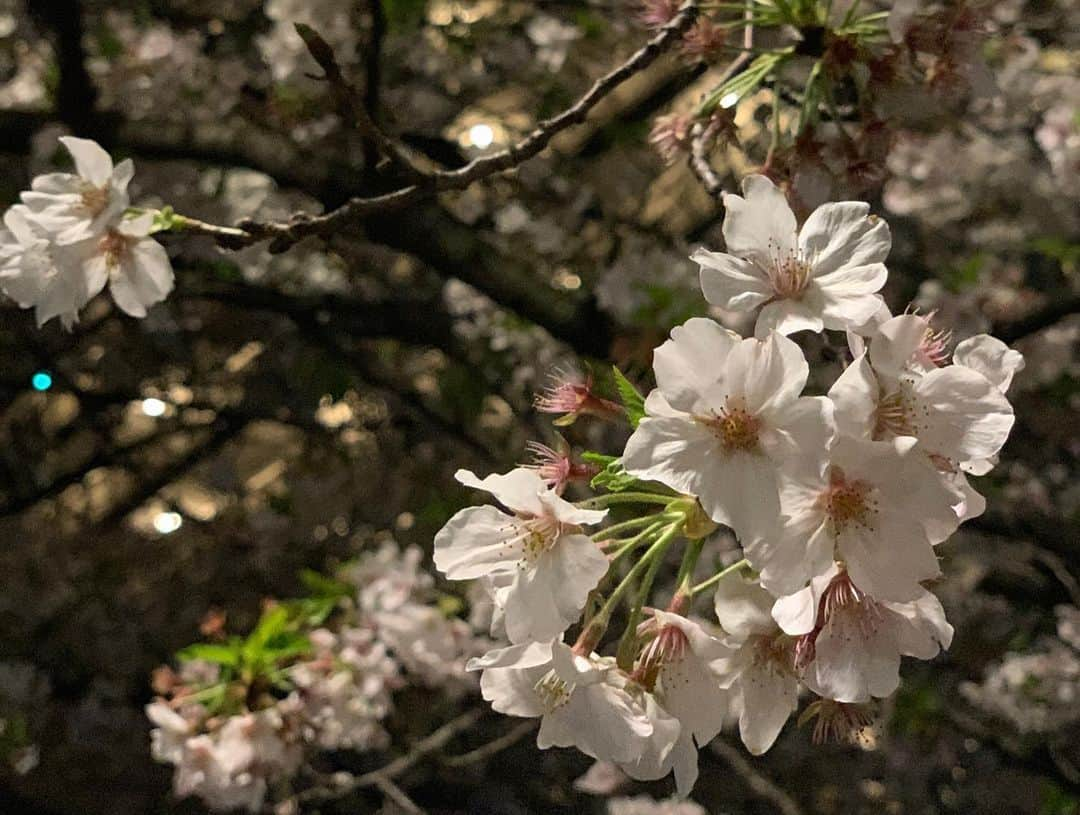 咲月朱音さんのインスタグラム写真 - (咲月朱音Instagram)「こないだ通った道に桜が咲いてたので記念に👼♥️ お花見したかったなぁーっ はやく落ち着きますよーに😢  #桜#お花見#自粛#おうち時間 #暇ですね#ぬか漬け始めるよ#みんななにしてる？#まじひま#パズルでもやる？#オススメの漫画教えて#歌舞伎町#キャバクラ」4月9日 12時44分 - akanesakazuki