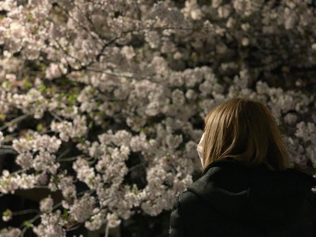 咲月朱音さんのインスタグラム写真 - (咲月朱音Instagram)「こないだ通った道に桜が咲いてたので記念に👼♥️ お花見したかったなぁーっ はやく落ち着きますよーに😢  #桜#お花見#自粛#おうち時間 #暇ですね#ぬか漬け始めるよ#みんななにしてる？#まじひま#パズルでもやる？#オススメの漫画教えて#歌舞伎町#キャバクラ」4月9日 12時44分 - akanesakazuki