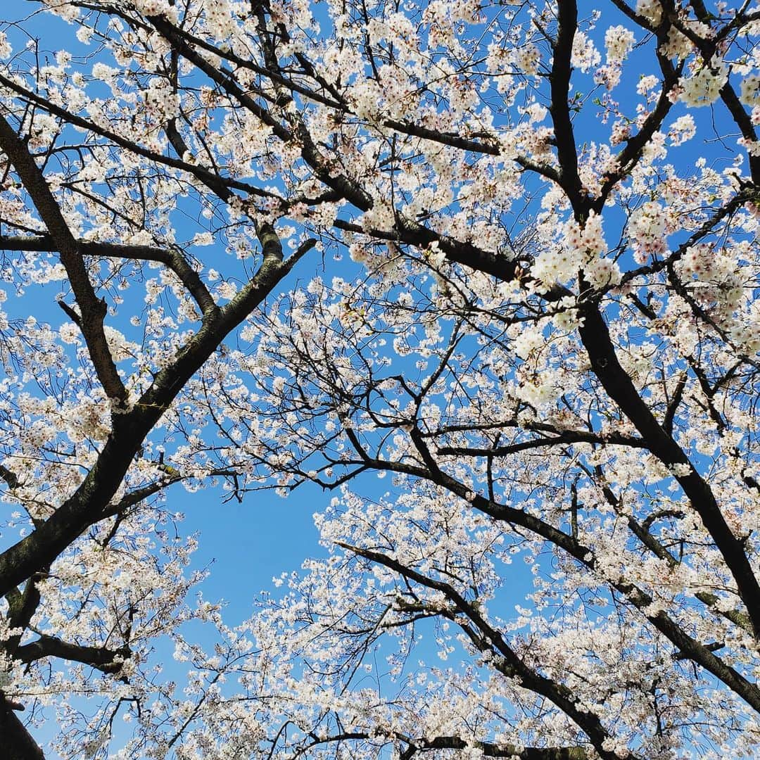 市川笑野さんのインスタグラム写真 - (市川笑野Instagram)「美しい春❗ #満開の桜 #桜 #青空」4月9日 12時49分 - emino.i