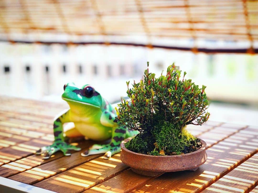 金成公信のインスタグラム：「ええやん。#早乙女 #さつき #皐月 #サツキ #盆栽 #bonsai #bonsaijapan #japanesebonsai #wabisabi #bonsailovers #bonsailife #bonsaitree #bonsaiart #bonsaigram #bonsaiworld #plants #tree #greenlife #greenlifestyle #苔 #moss」