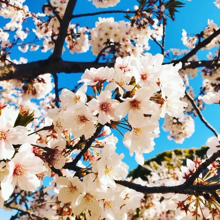 三好ジェームスのインスタグラム：「今年はコロナの影響でお花見ができずに残念。  福岡の桜もそろそろ散り始めました🌸  来年は、賑やかに花見ができるといいな。  #桜#さくら#🌸#sakura#Cherry blossom#お花見#ちりざくら #自宅での楽しみ方を考え中#読書#料理#海外ドラマ#観賞#家庭菜園始めたい#模様替え」