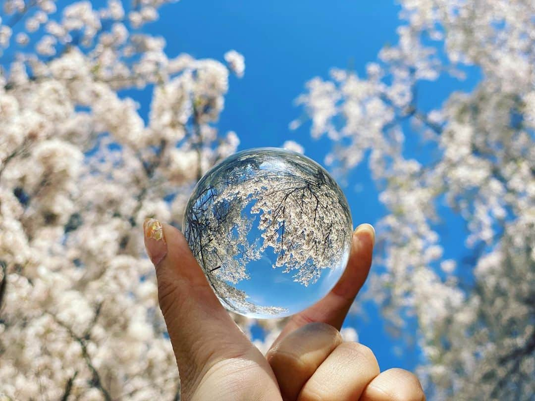 笠原美香さんのインスタグラム写真 - (笠原美香Instagram)「いつかのお気に入りの写真載せておこう。 #載せる写真がなくて見返していいものちょくちょくあげていくスタイル #自然な風景が好き #桜 #クリスタルボール #実相寺 #御朱印巡り #寺神社巡り #意外な趣味と言われる」4月9日 13時04分 - mika.k419