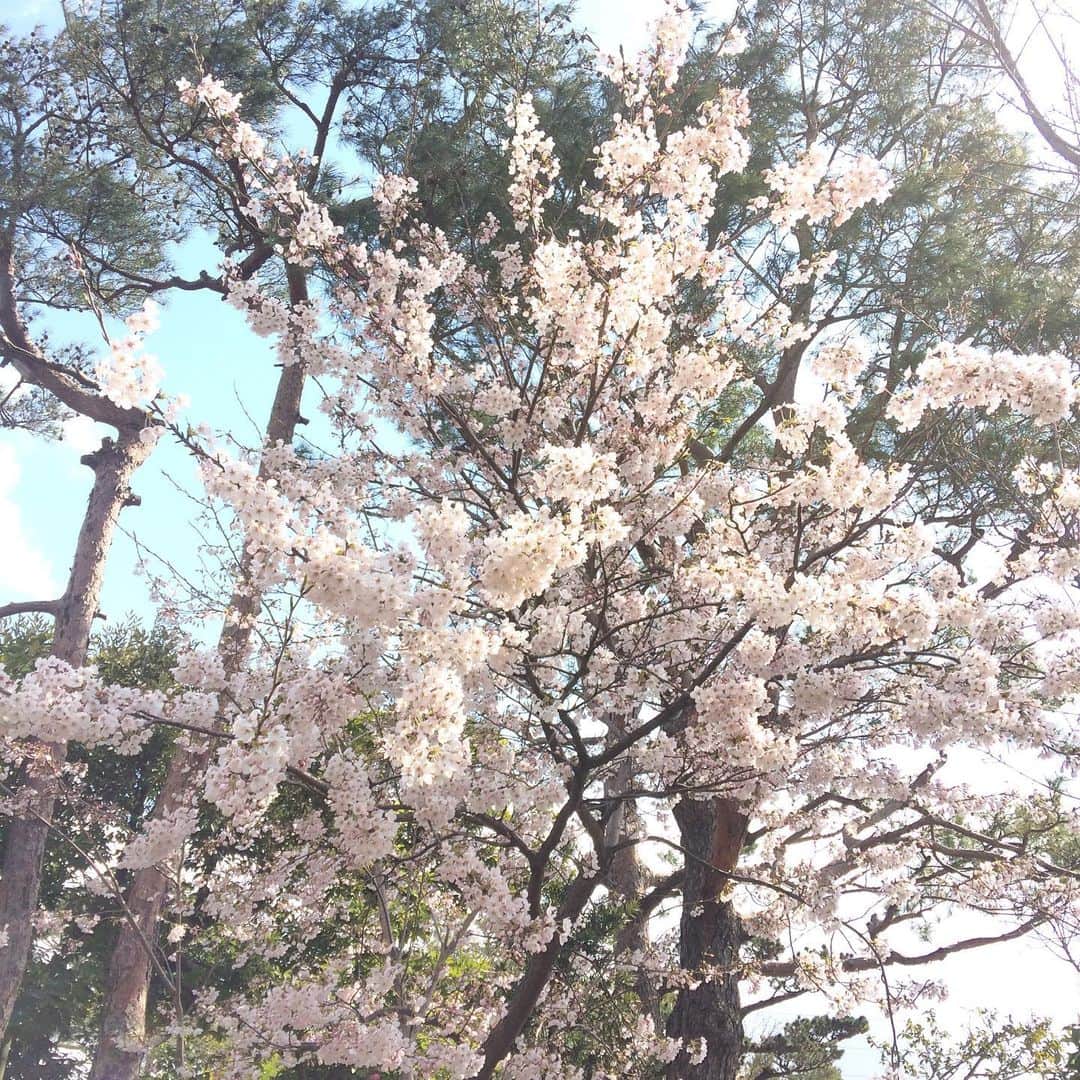 杏さんのインスタグラム写真 - (杏Instagram)「Someday illustration!  The cherry blossoms in the garden where I live are in full bloom.🌸🌸🌸✨ #happy #cherryblossom  #彼女たちは語らない #lovedoesnttalk #แว่วเสียงแห่งรัก  #silentlovestory  #linewebtoon」4月9日 13時12分 - ann_u_u