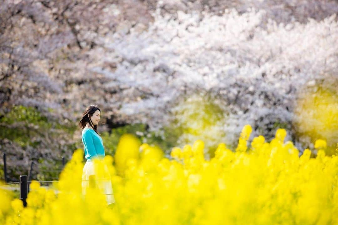 吉山りささんのインスタグラム写真 - (吉山りさInstagram)「写真タイトル『失恋💔』 ✨ 『目に涙がなければ、魂に虹は見えない🌈』 ✨  私の好きなことわざです💕 ✨ 意味は教えません💗（笑） ✨ 🌸 ✨ 🌸 ✨  #菜の花 #菜の花畑 #失恋 風 #写真 #桜 🌸 #blossom #sky #photo #写真 #好き  #view #風景 #黄色 #景色 #photography #japan #instagood #写真でお花見 🌷︎ #コロナにも負けない  #feeling #風を感じて  #吉山りさ #晴れ ✨ 意味💗 悲しい想いをした分だけ人は喜びを深く感じられる 辛く苦しい涙はいつか虹になる🌈」4月9日 13時20分 - oreorerisa