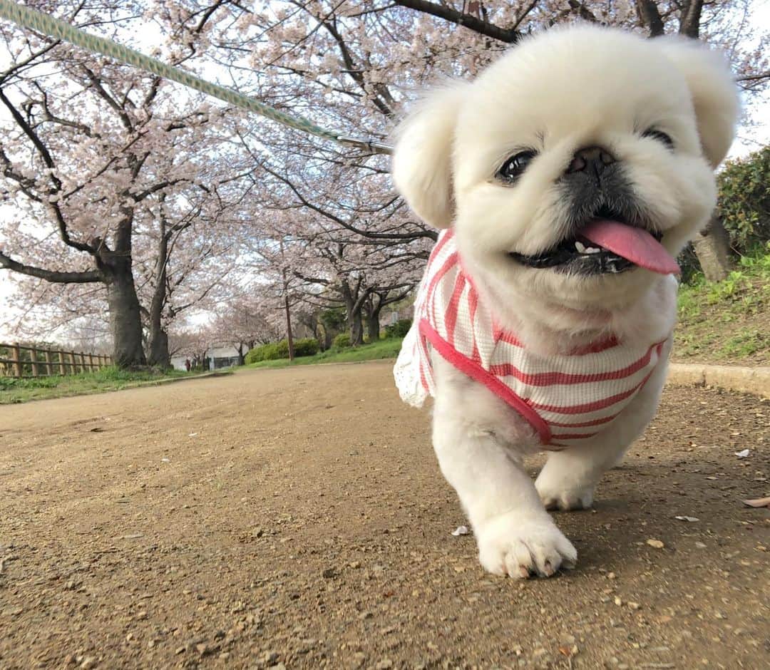 こなつのインスタグラム：「お散歩にーず🌸💖🦄💕」