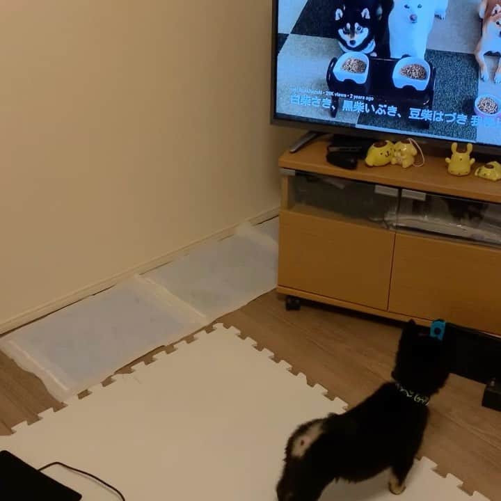 環奈（長沢菜々香の飼い犬）のインスタグラム：「初吠え🐕 テレビの柴犬に反応。 テレビの裏を確認しに行ってた👀 . . . .  #豆柴#柴犬#日本犬#黒柴#黒豆柴#まめしば#しばいぬ#しば#しばすたぐらむ #こいぬ #柴  #ここ柴部#柴子犬 #shibalove #mameshiba #kuroshiba #shibainu #shiba #shibadog #shibastagram #shibastyle」