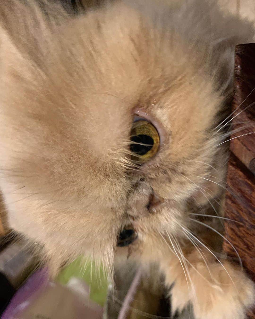 福山理子さんのインスタグラム写真 - (福山理子Instagram)「もちこさん、納得いかない顔 #保護猫 #ぶさかわ猫」4月9日 23時38分 - rikofukuyama
