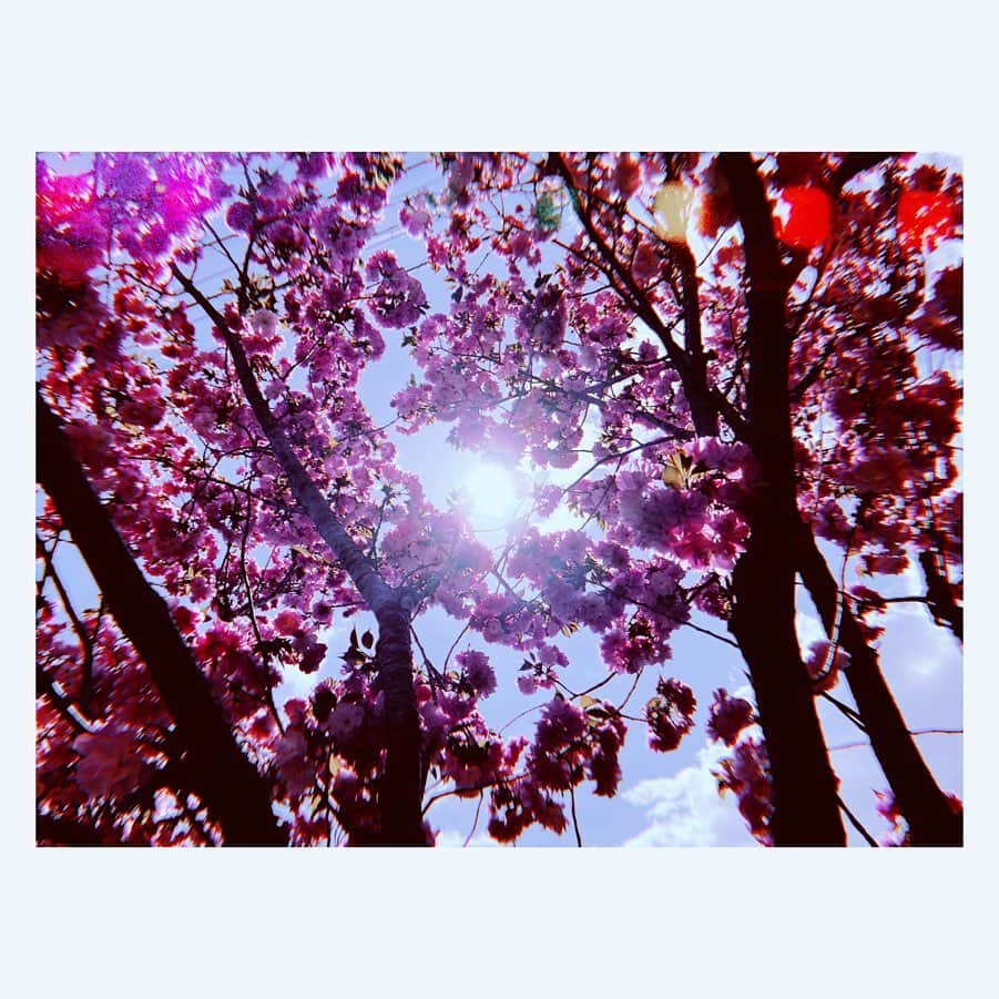 佐藤聡美さんのインスタグラム写真 - (佐藤聡美Instagram)「* * * * 先日、収録スタジオに 向かう途中の桜が綺麗だったので 写真を撮りました🌸 * * 去年のお花見楽しかったな〜って 思い出しながら。 * 突発的に「行こうよ！」って話して お散歩しながら写真撮ったり お喋りして、桜を見て 「来年もまたお花見しようね。」 って約束したけど 今年は叶わなかったな。 * なので、どうぶつの森の通信で お花見しました🌸🌸🌸 来年は、またみんなで一緒に外で お花見できるといいな。 * * そんなこんなで お家の中で過ごしている人にも 一生懸命お仕事頑張って下さっている人にも 桜の写真をお裾分け。 少しでも、ほっこりしてもらえたら嬉しいな。 * * 物々しい日々に 疲弊してしまったり しゅんとしてしまったり 何かやらなきゃ！って焦っていたり。 そんな人たちを、ちらほら見かけて 少し心配です。 * そんな時はね 無理しなくて大丈夫だよ。 疲れたり、しゅんってしたら いったんお休みしちゃいましょう！ * 焦っちゃったときは 深呼吸〜深呼吸〜 ◡̈♥︎ * それぞれの立場や役割があって やれることって、みんな違うと思うのですよ。 * だから今は、無理して 頑張らなくったっていいし 元気になろうとしなくたって大丈夫だし のんびりしてたっていいんです。 あなたの心身の健康を保つことが なによりも大切。 * 身近にある好きなものかきあつめて 自分のご機嫌を、きちんと取ってあげてくださいね。 * そんでもって、落ち着いて なにかやれそうな気がしてきたら 世の中と自分のこと しっかり見据えて、考えてみたら いいんじゃないかな〜って。 その上で行動してみたり なーんにもしなかったり そこはしっかり自分と相談してみましょ。 わたしは、それで良きなのでは？？と 思ったりしているのでした☺️ * * なんだか、毎日毎日 溺れそうなくらいの膨大な情報が止め処なく溢れたり 想像もしていなかった事が起きた時 行動力や判断力、想像する力が試されているなって感じます。 * 自分のこと、大切な人のこと 守れるのはあなた自身です。 * 大切な自分 大切な友達、家族、恋人 みんなの「大切」を みんなで守りましょう💐 * * わたしはね、最近 ホットケーキを美味しそうに焼く練習をしたり 読んでなかった本を読んでみたり 気になってた映画やドラマ観て この間なんか、お昼寝しちゃったの！ あと、どうぶつの森やって ストレッチして この間は、お気に入りの香水つけて ご機嫌になってました。 * 世の中が「普通」を取り戻してきたら ばっちり力を発揮できるように。 * そんな風に生活しながら、今は わたしにできる事ないかなーって 考えてるところです。 皆さんのことを、超ご機嫌にできる何かを お届けできるように…考えがまとまったら ちょっと動いてみようかな。 * ふふふ。 何するのかな？って なんか、ぼんにゃりと、なんとなーーく 気にかけて待っててみてください。 * 待ってる時間が あなたの中でわくわくに変わりますように…！ * * * * #桜 #写真 #お花見気分 #どうぶつの森 #あつ森 #stayhome  #stayathome  #ぼーっとしてみる #無理しないで #自分の #ご機嫌とってみる #やれること #考えてみたよ #☺︎ #佐藤聡美」4月9日 23時40分 - sugar_me58
