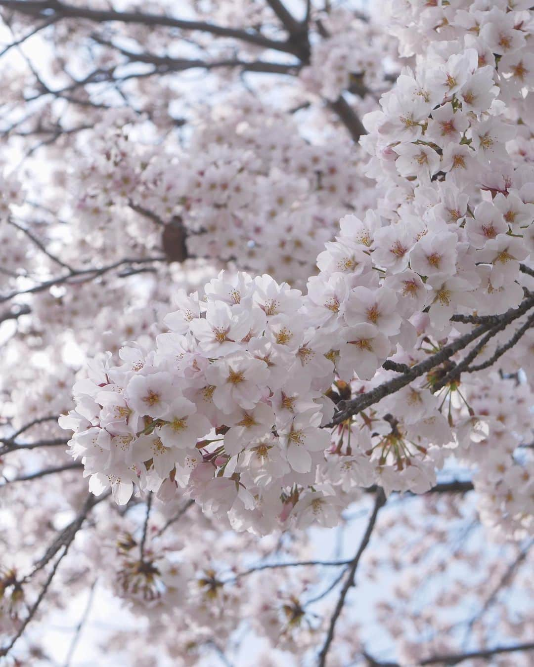 j.chikaさんのインスタグラム写真 - (j.chikaInstagram)「🌸﻿ ﻿ ﻿ ちょうど１週間前の写真📷﻿ ﻿ ﻿ 買い物へ行く途中、鴨川の桜が満開で﻿ 車を降りて数分だけ桜を満喫しました☺️🌸﻿ ﻿ ﻿ 毎年毎年本当にありがとう🌸﻿ ﻿ ﻿ 今年は特に癒されました。。﻿ ﻿ ﻿ ﻿ ﻿ #kyoto﻿ #鴨川の桜﻿ #桜」4月9日 23時54分 - chikako.hongo